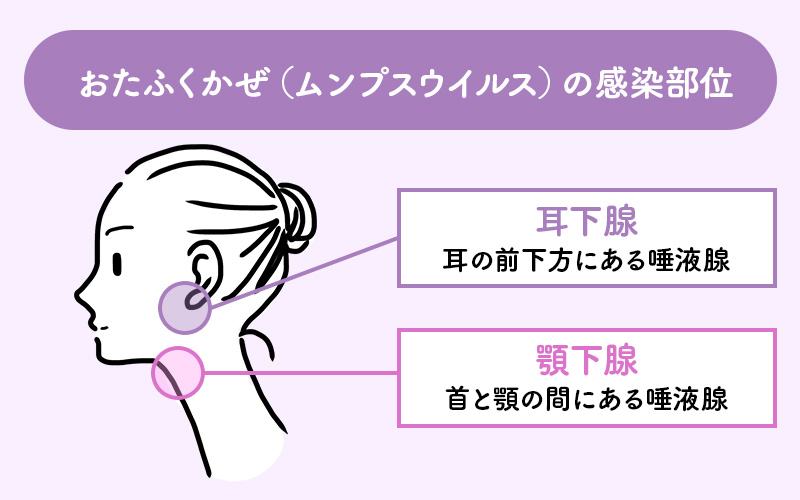 ムンプスウイルスの感染部位